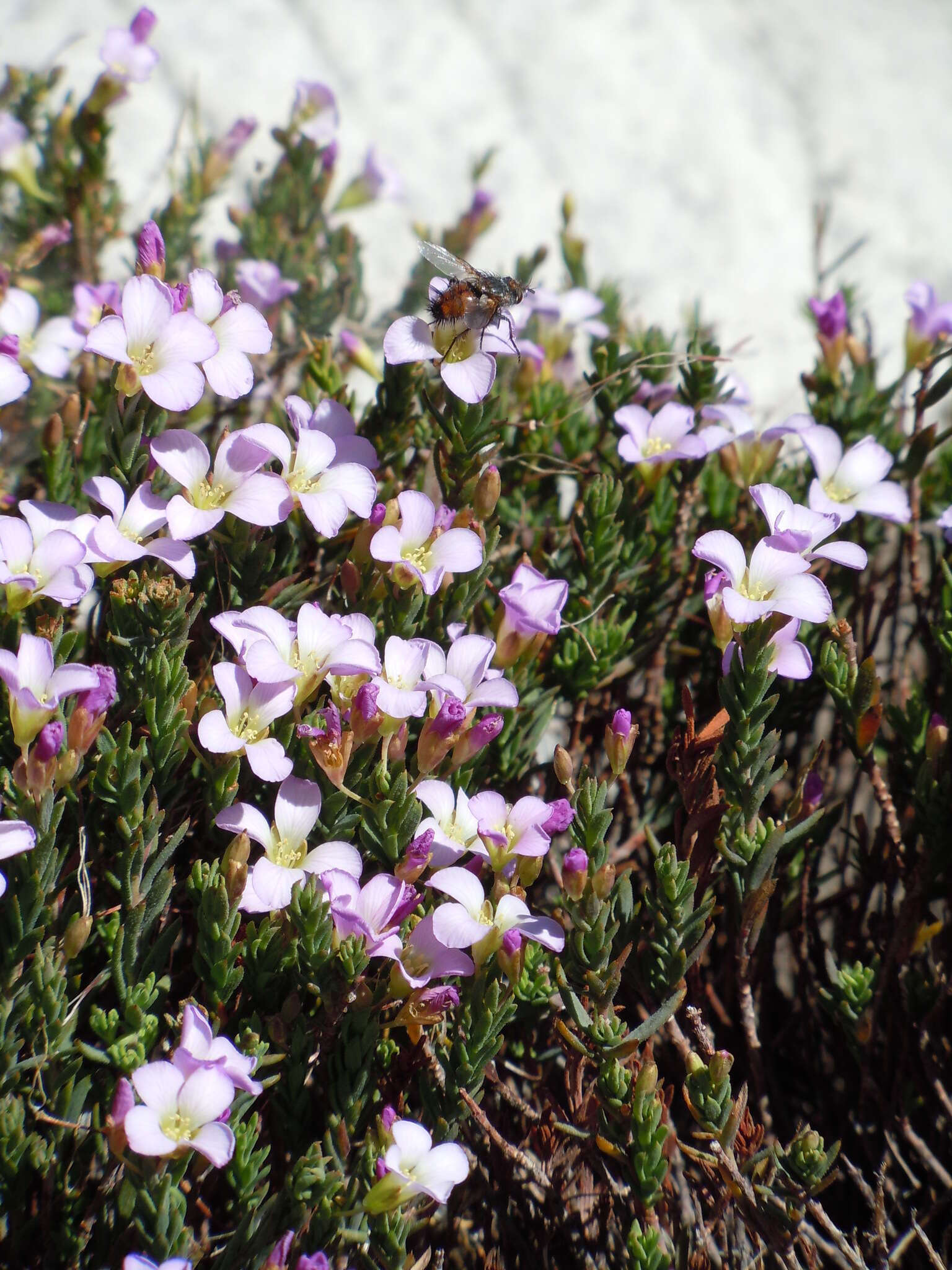 Image de Heliophila cedarbergensis Marais