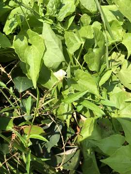 Imagem de Xenostegia tridentata (L.) D. F. Austin & Staples