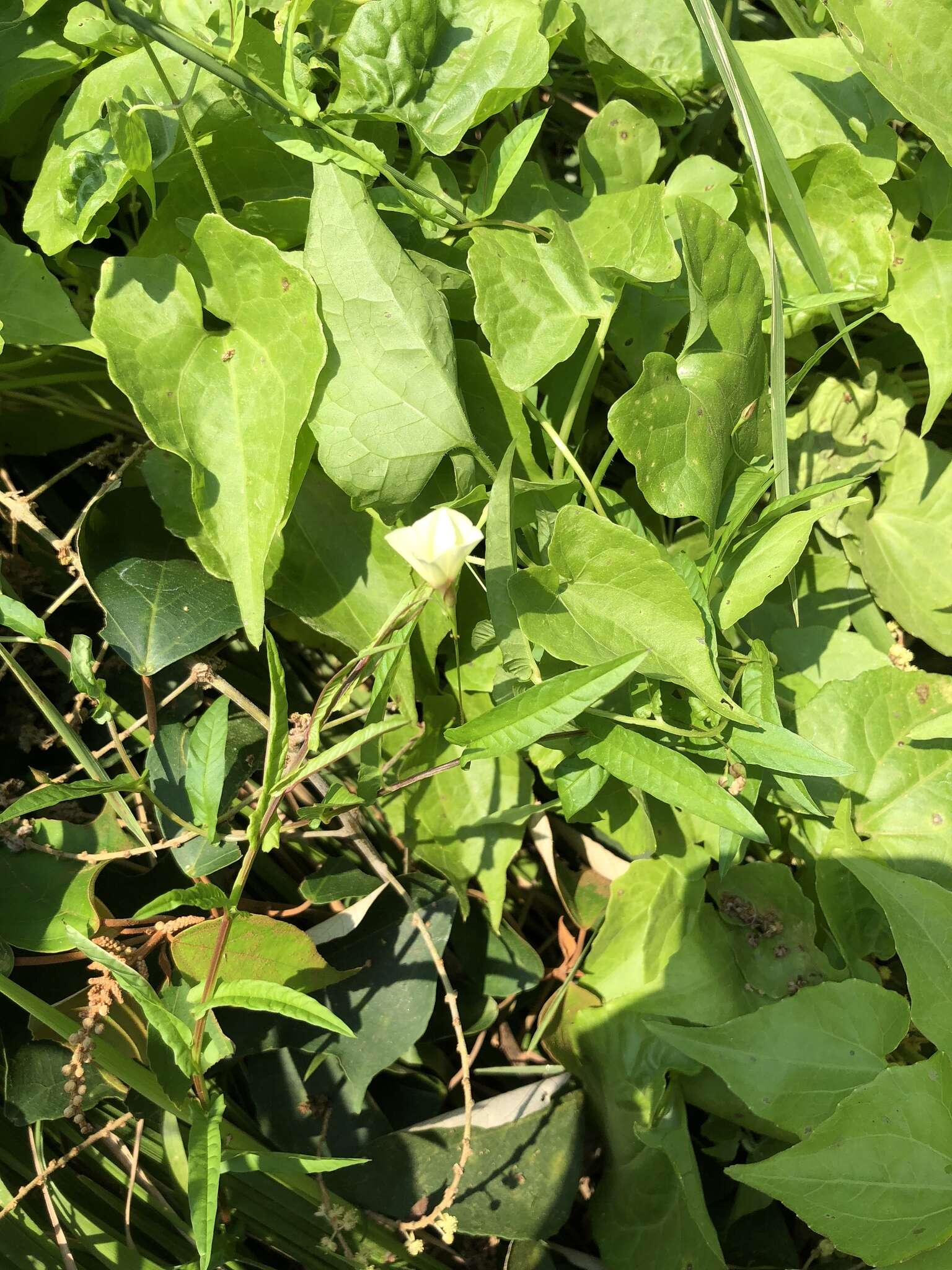 Image of African morningvine