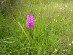 صورة Anacamptis pyramidalis (L.) Rich.