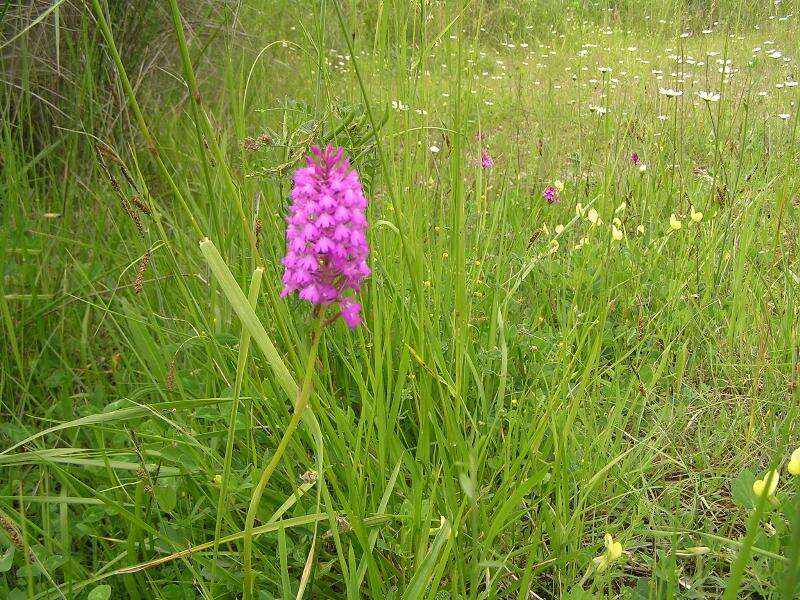 صورة Anacamptis pyramidalis (L.) Rich.