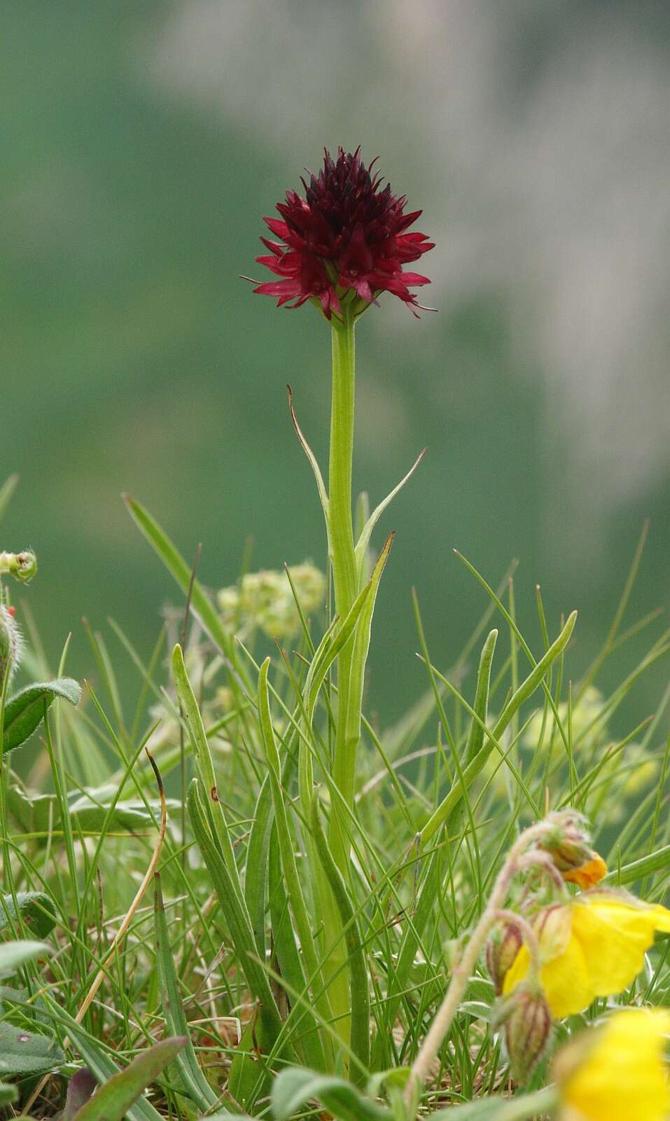 Gymnadenia nigra (L.) Rchb. fil.的圖片