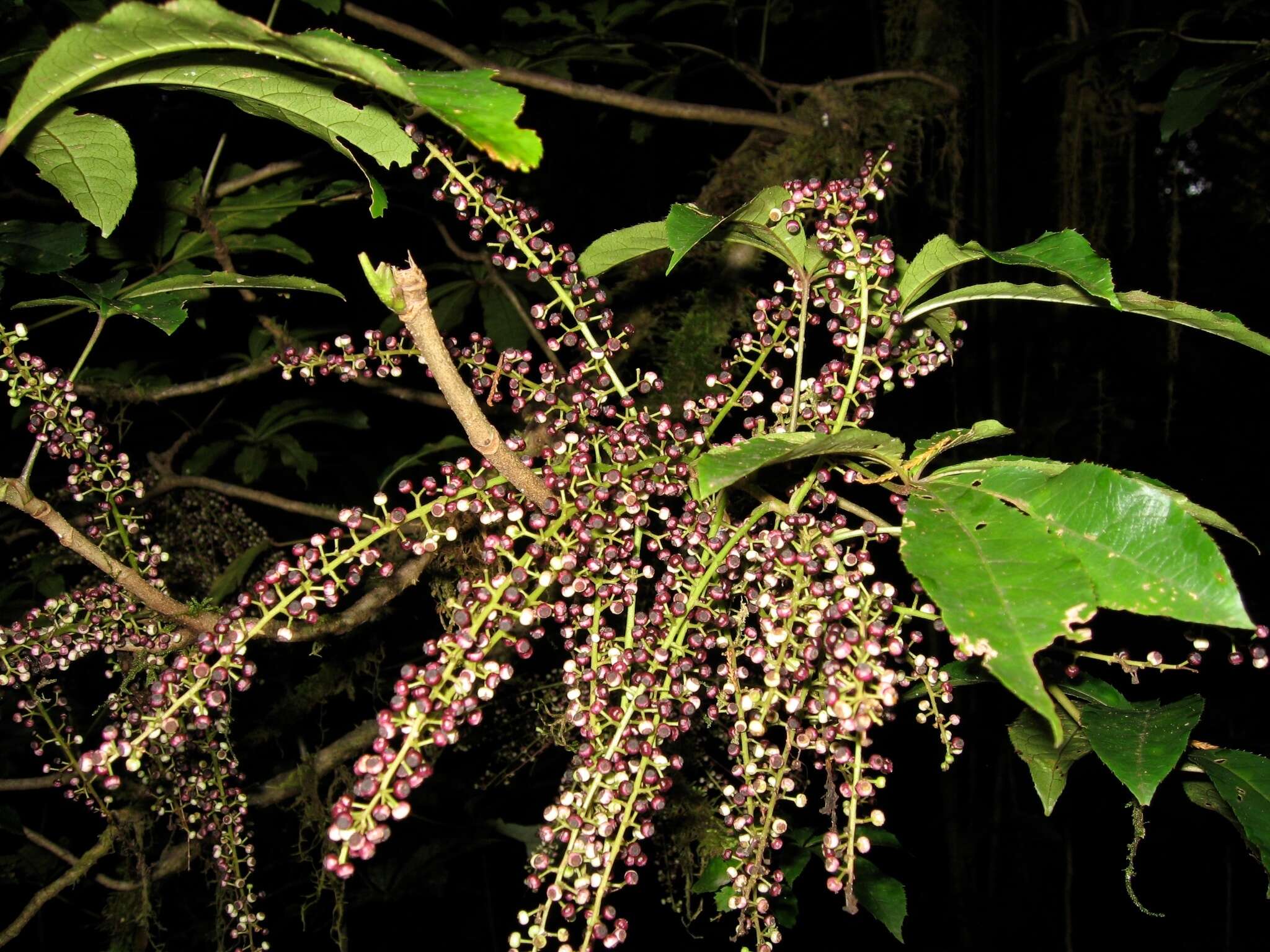 Imagem de Schefflera digitata J. R. Forst. & G. Forst.