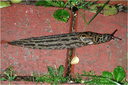 Image de Limax Linnaeus 1758