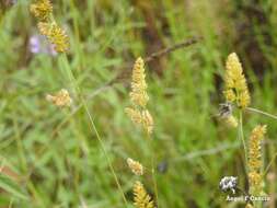 صورة Dactylis glomerata subsp. hispanica (Roth) Nyman