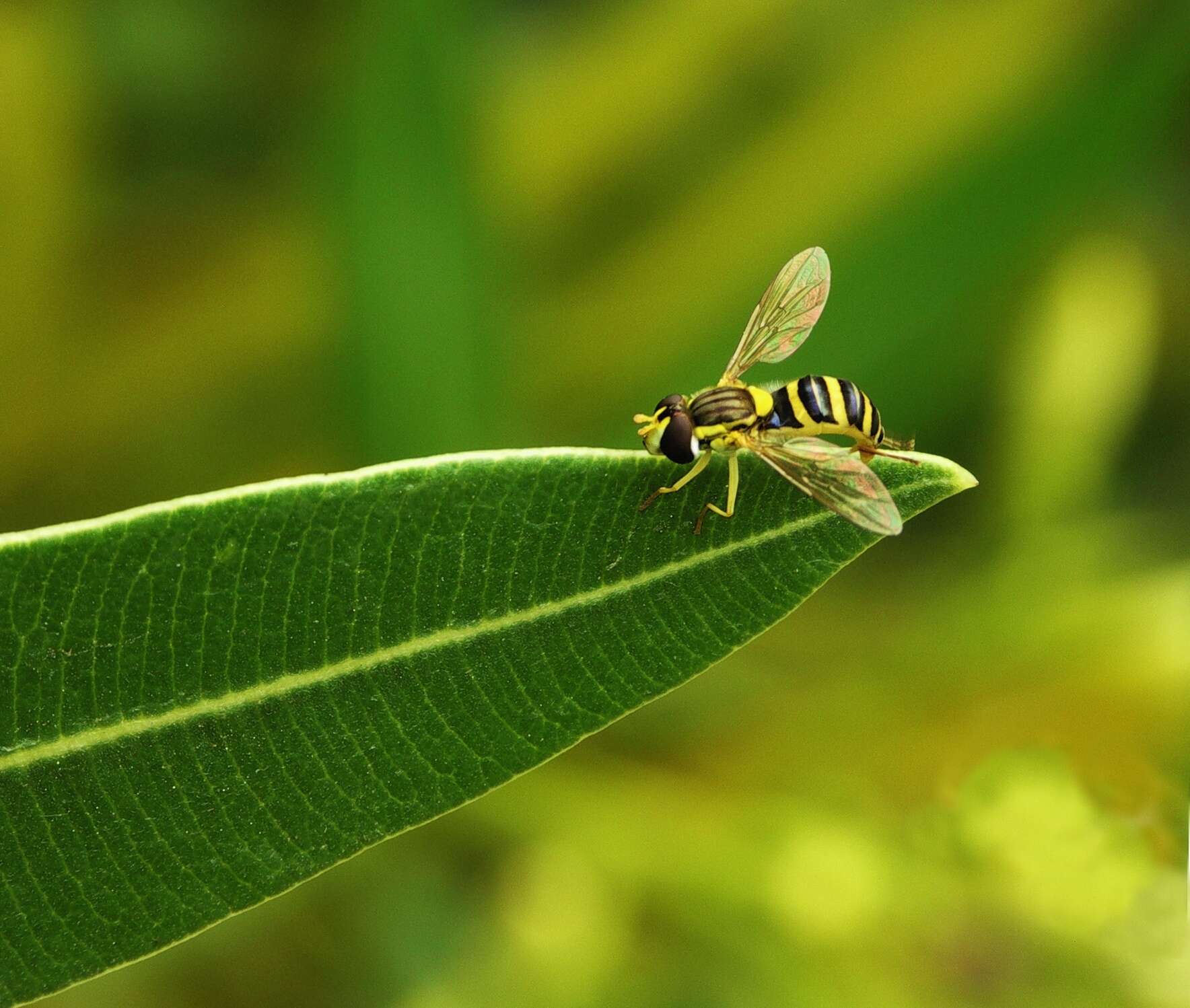 Sphaerophoria scripta (Linnaeus 1758) resmi