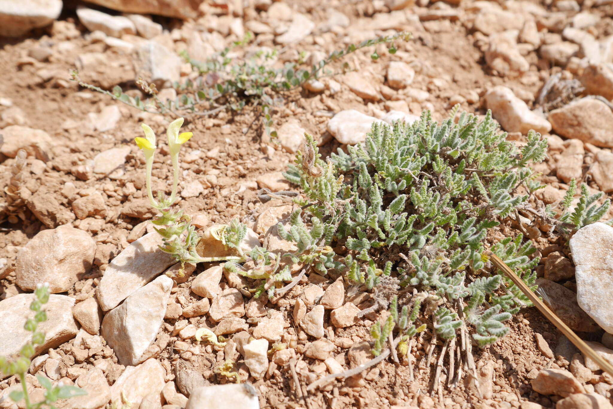 Image of Scutellaria orientalis L.