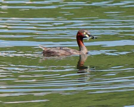 Image of Little Grebe