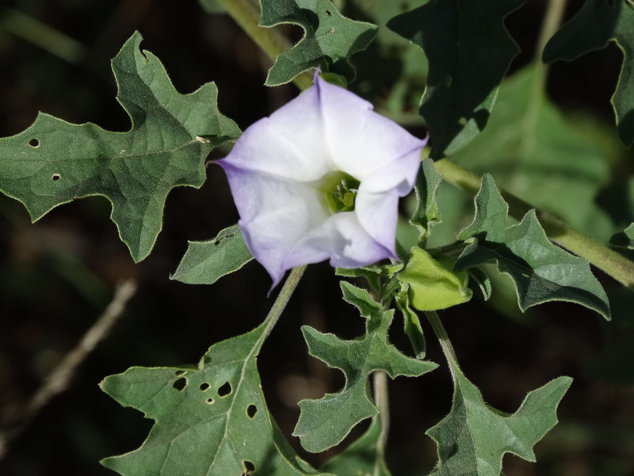 Image of Chinese thorn-apple