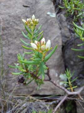 Image of Crassula sarcocaulis Eckl. & Zeyh.