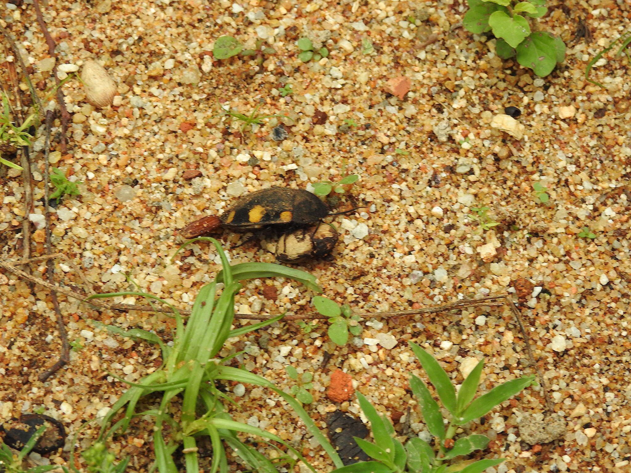 Image of Therea regularis Grandcolas 1993