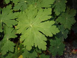 Image of Rock Crane's-bill