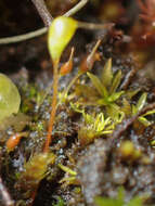 Image of entosthodon moss