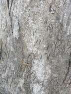 Image of Blakely's Red Gum