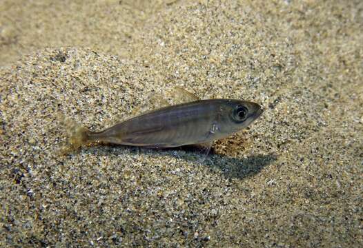 Image of Black Sea Horse Mackerel