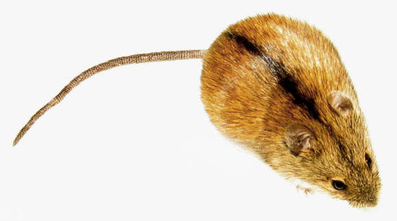 Image of Striped Field Mouse