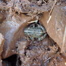 Image of Spotted Grass Frog