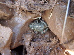 Image of Spotted Grass Frog