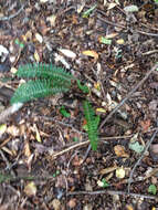 Plancia ëd Polystichum acrostichoides (Michx.) Schott