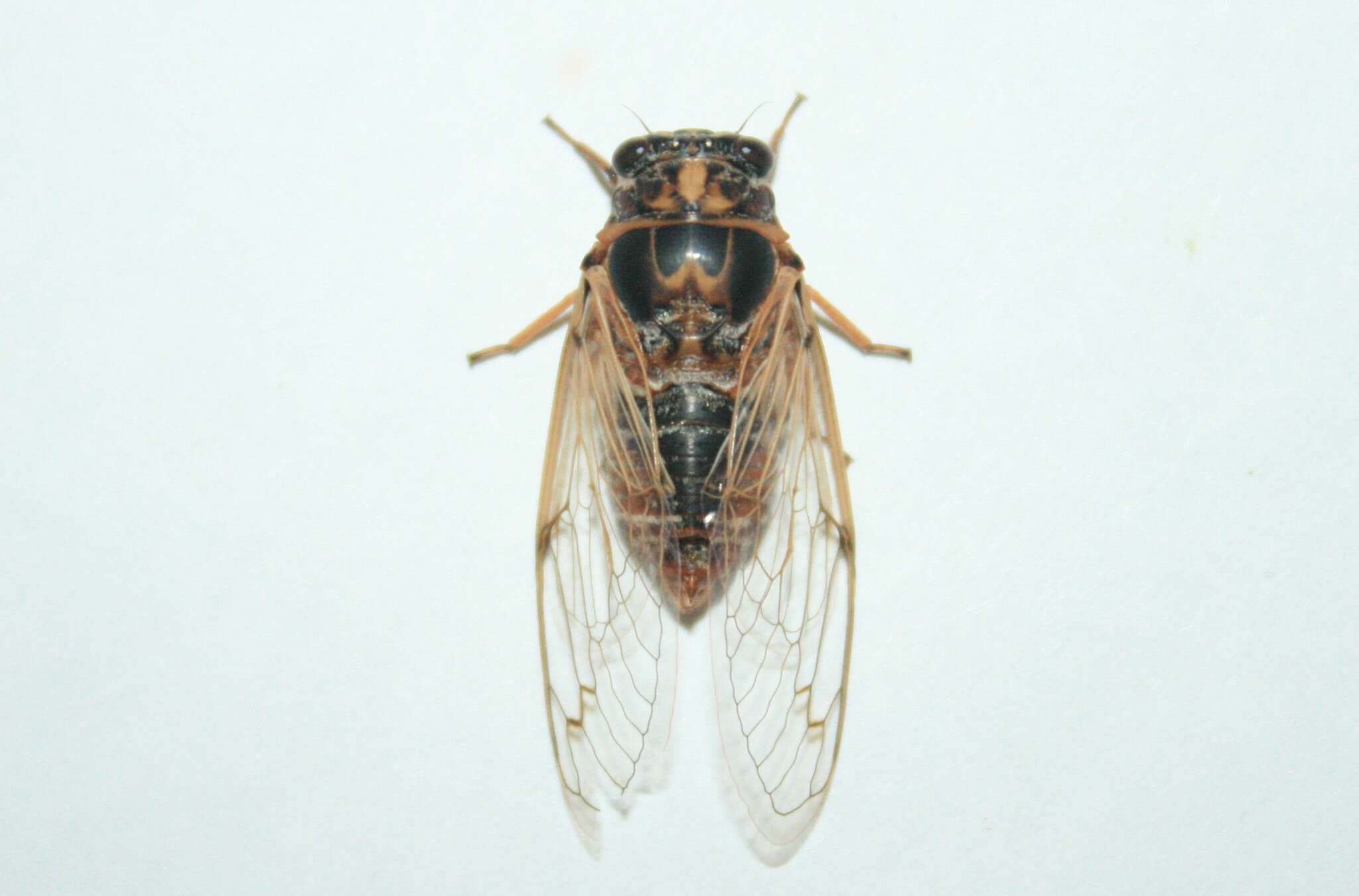 Cicadatra atra (Olivier 1790)的圖片