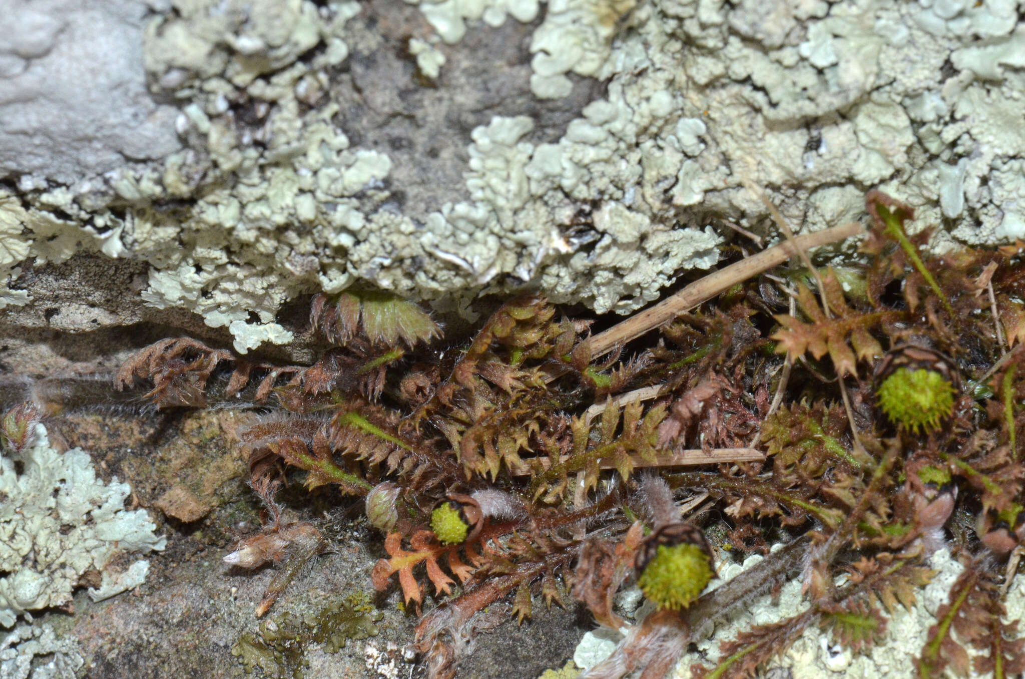 Image of Leptinella pusilla Hook. fil.