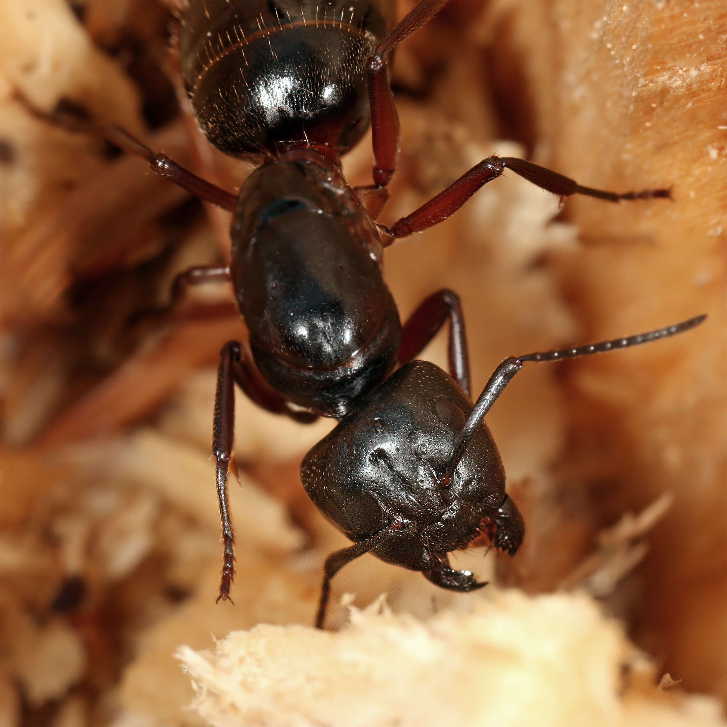 Plancia ëd Camponotus herculeanus (Linnaeus 1758)