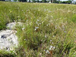 Image of Ixia monadelpha D. Delaroche