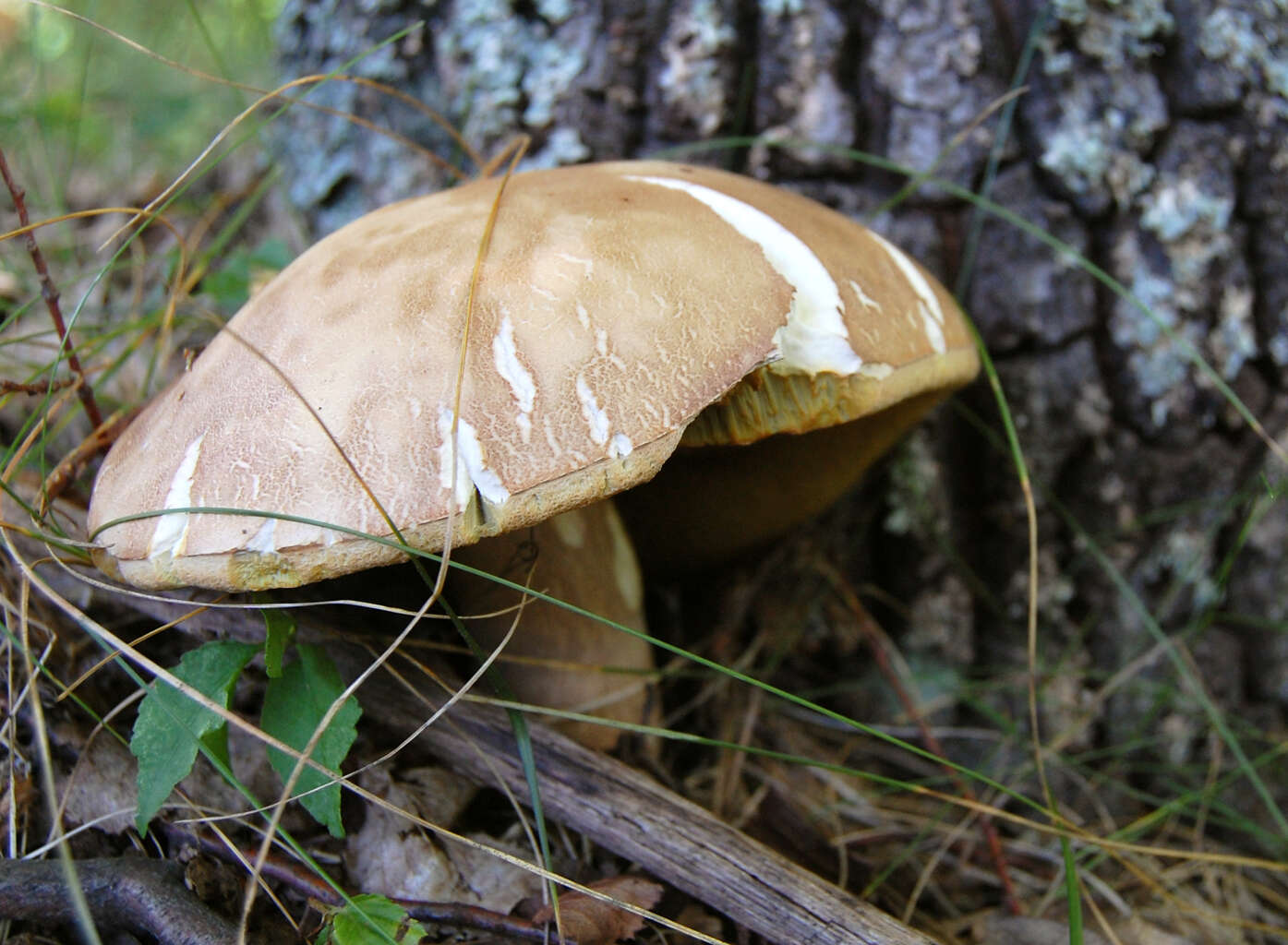 Imagem de Boletus reticulatus Schaeff. 1774