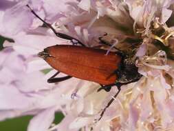 Image of Anastrangalia sanguinolenta (Linné 1761)