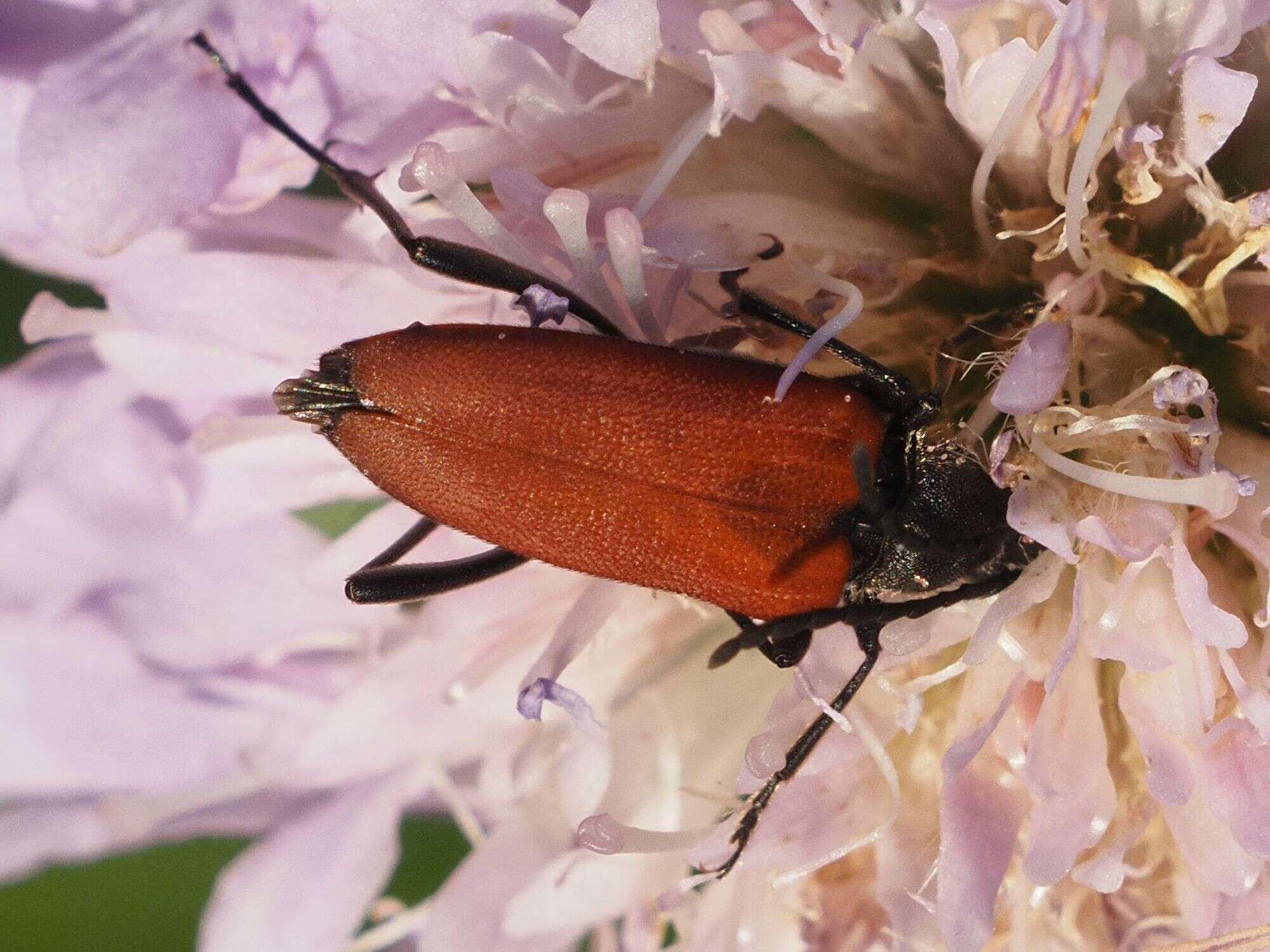 Image of Anastrangalia sanguinolenta (Linné 1761)