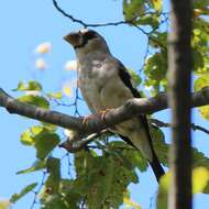 Image of Japanese Grosbeak