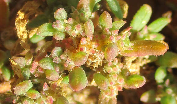 Image of Trianthema salsoloides Fenzl ex Oliv.