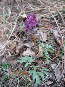 Plancia ëd Corydalis solida (L.) Clairv.