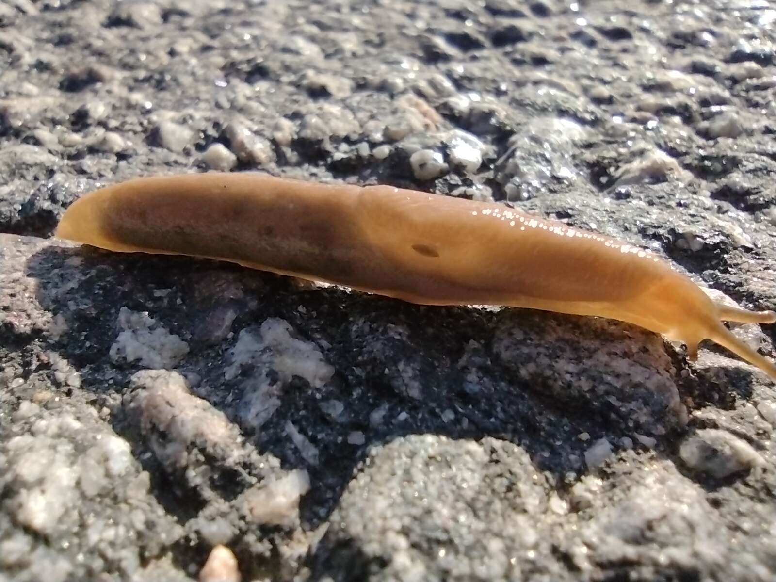 Image of field slug