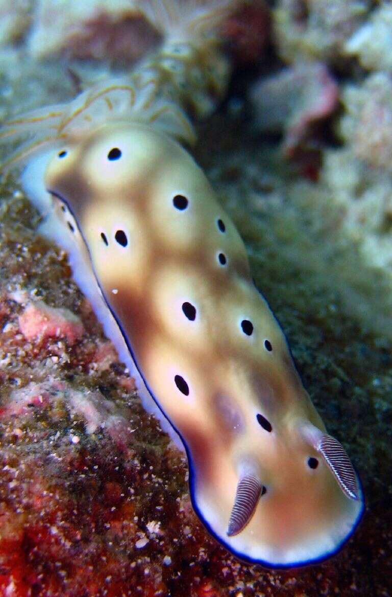 Image of Leopard head flapper slug