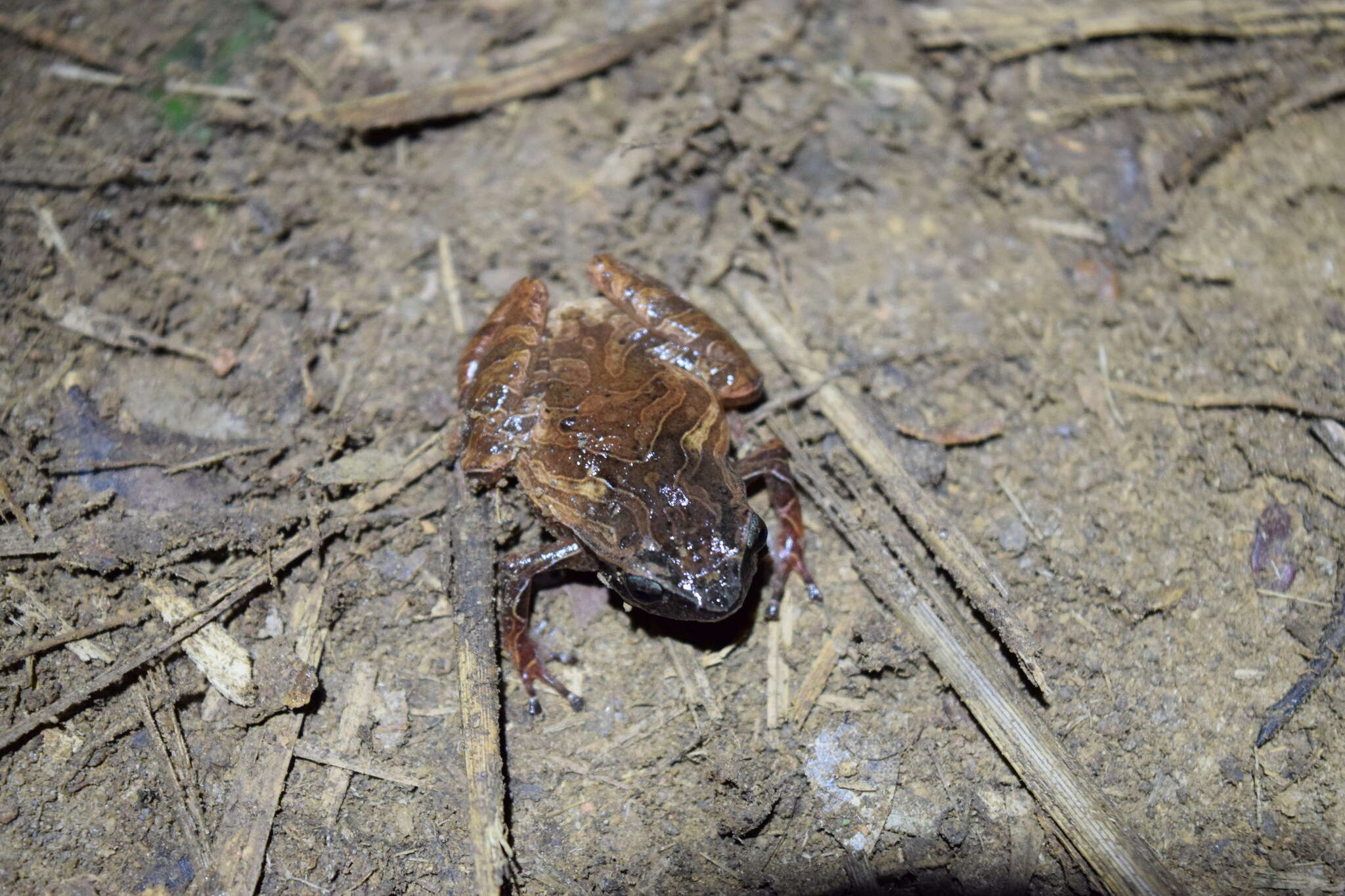 Image of Malagasy Climbing Rain Frog