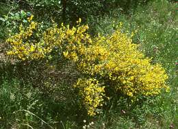 Image of Broom