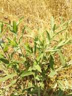 Слика од Centaurea trichocephala Bieb. ex Willd.