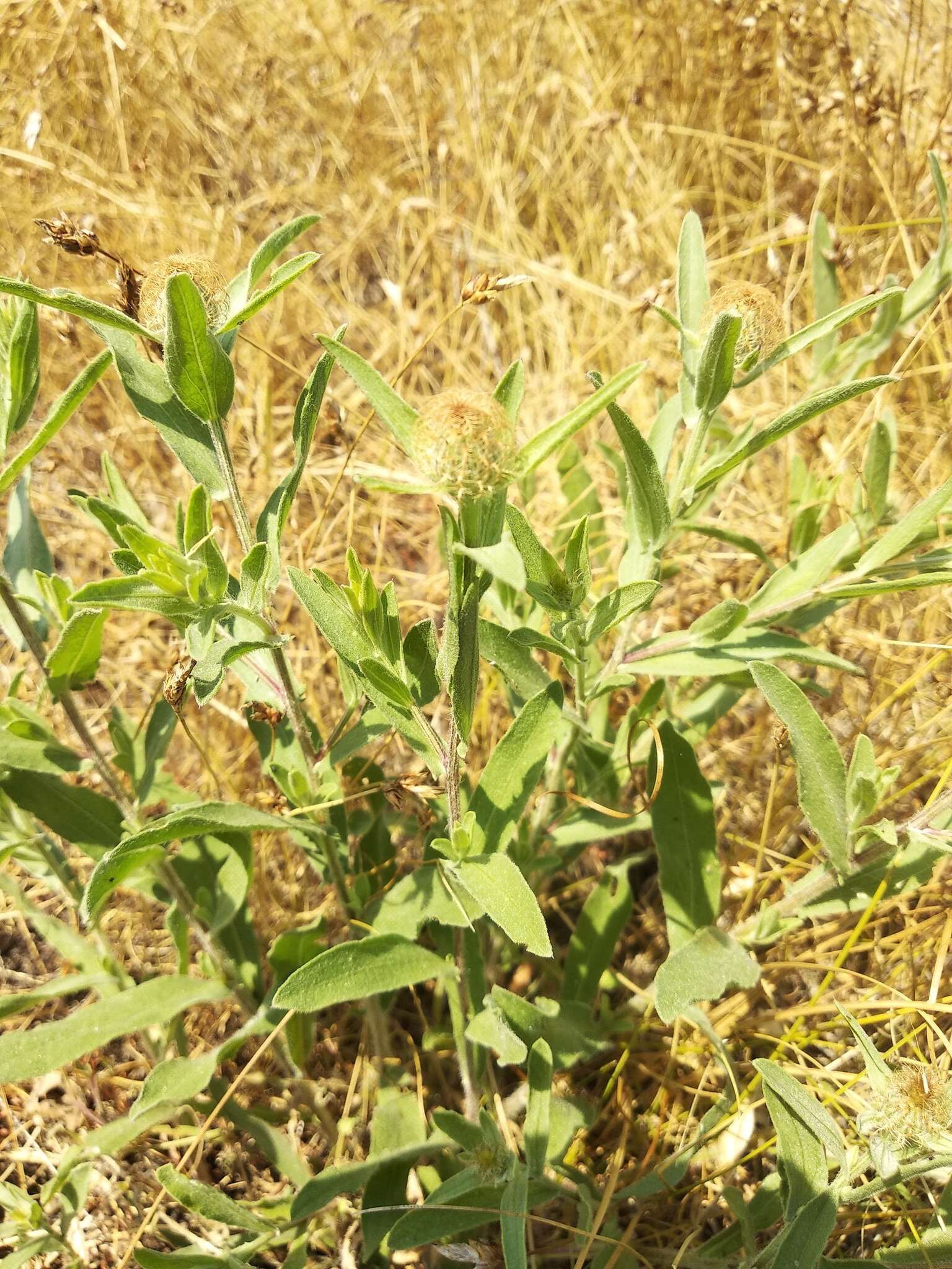 Image of feather-head knapweed