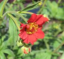 Image of Geum coccineum Sibth. & Sm.