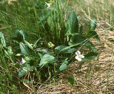 Image of dog violet