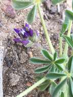 Imagem de Lupinus brevicaulis S. Watson