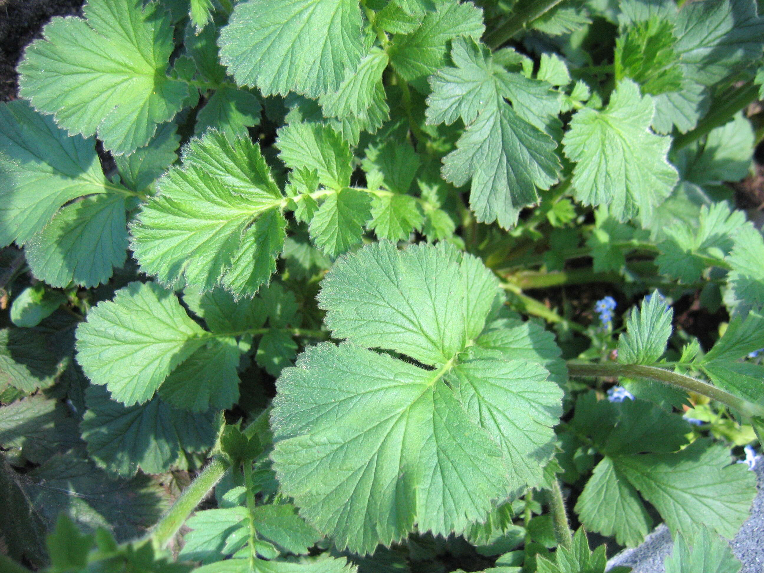 Image of Geum coccineum Sibth. & Sm.