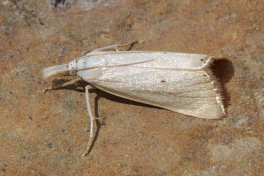 Image of Xanthocrambus