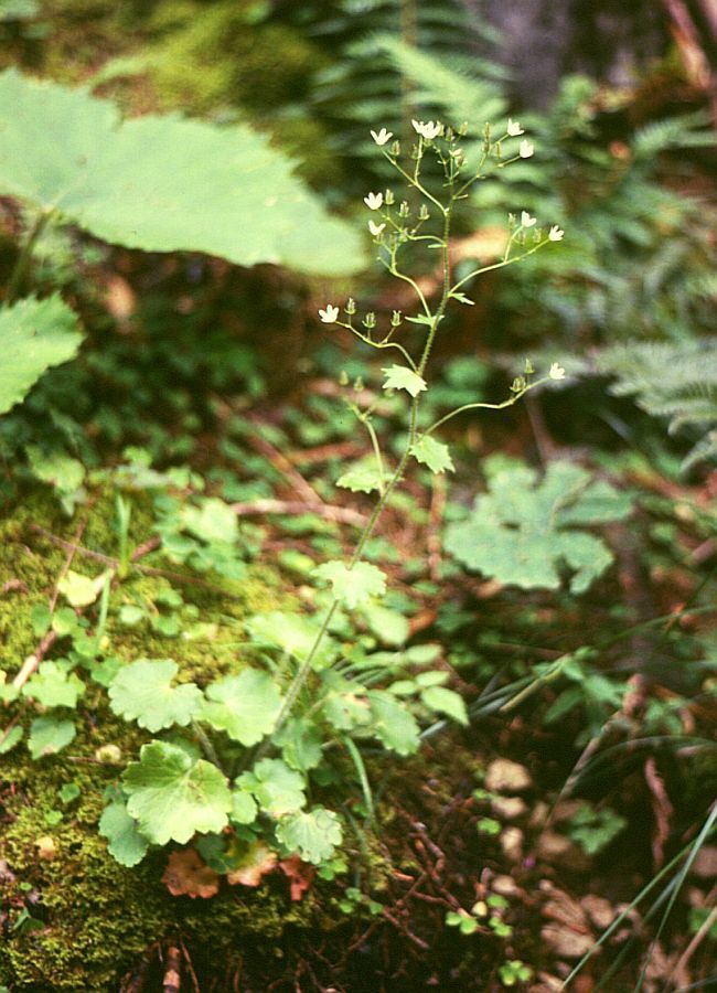 Saxifraga rotundifolia (rights holder: Franz Xaver)