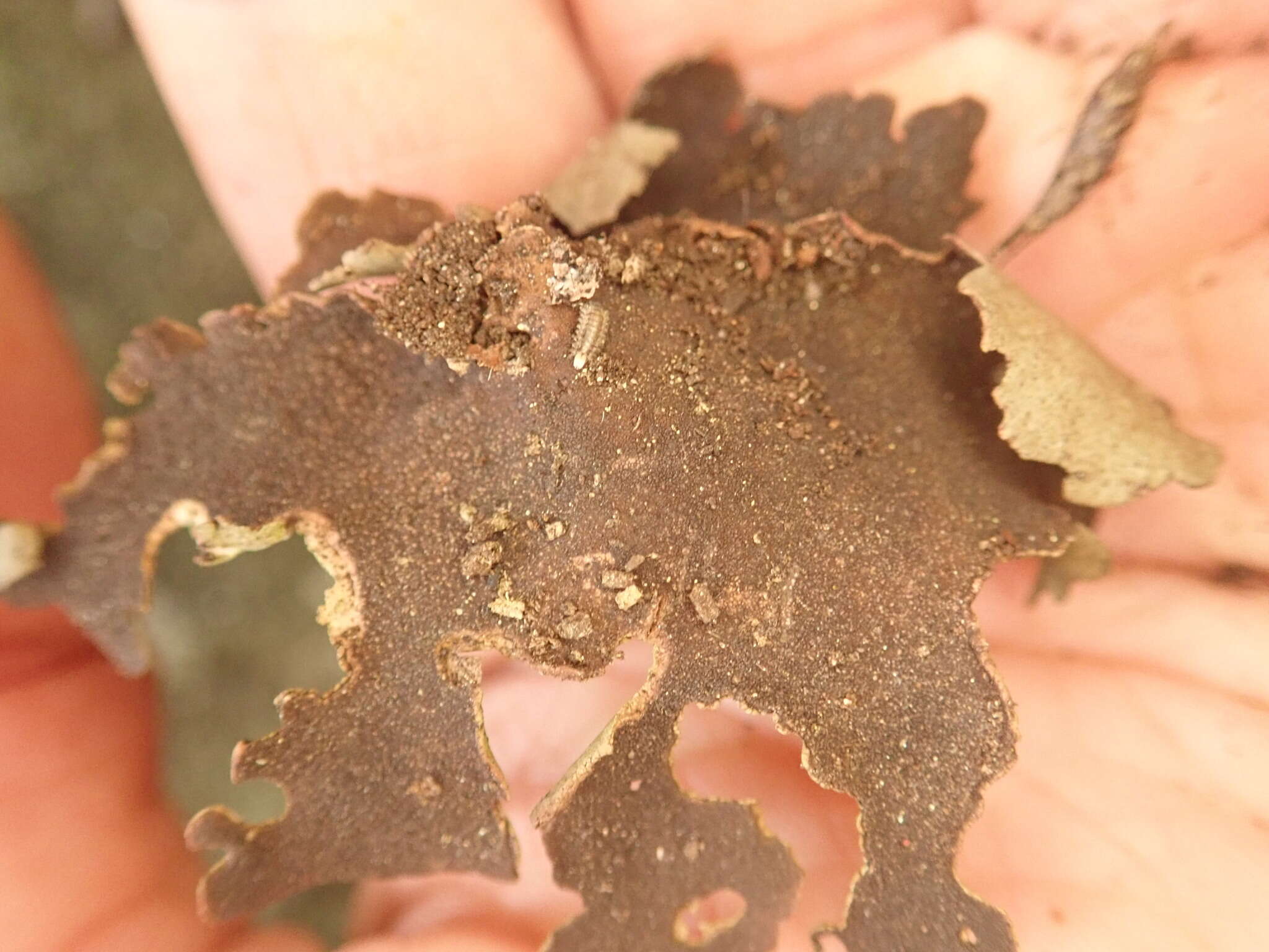 Image of reticulate silverskin lichen