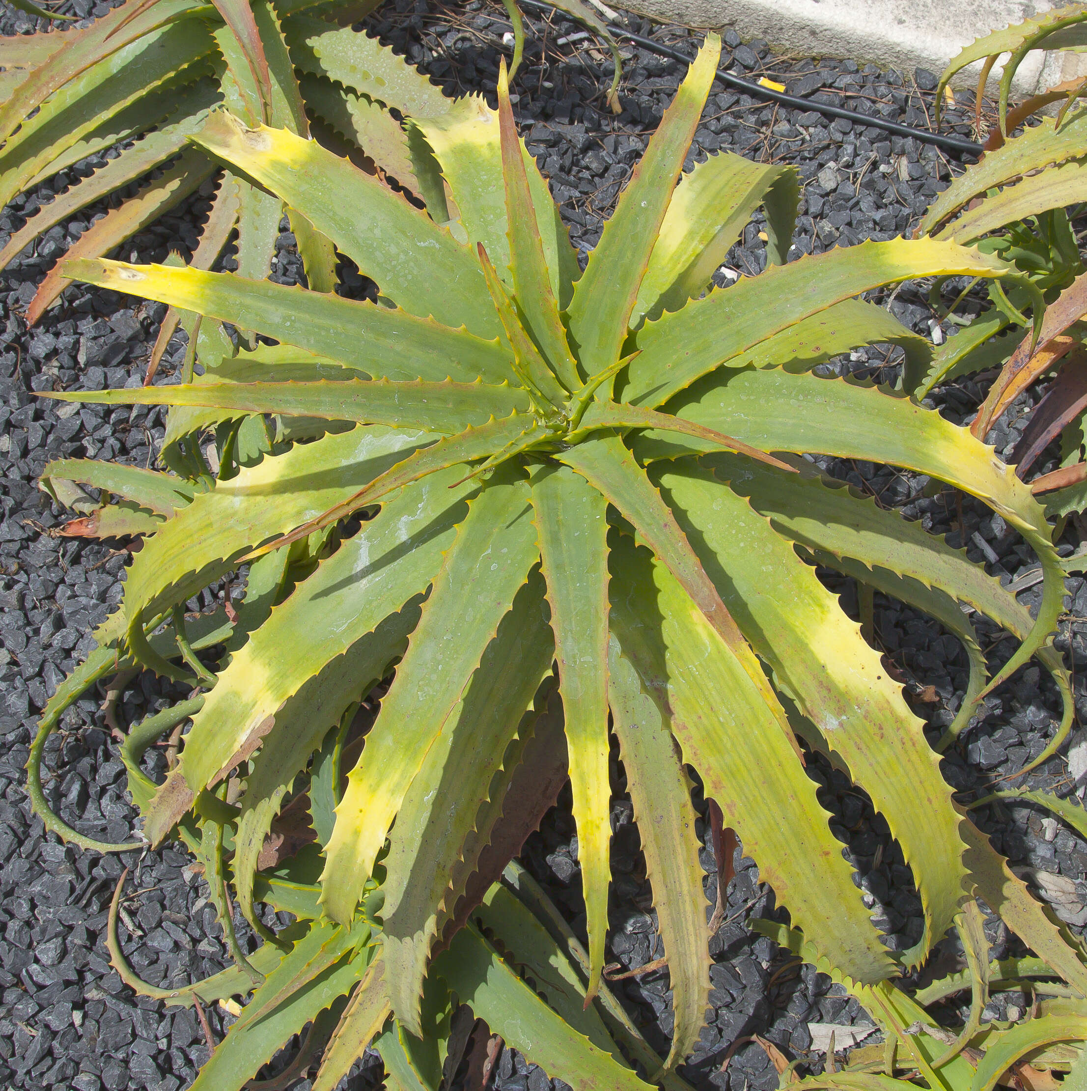Image of candelabra aloe