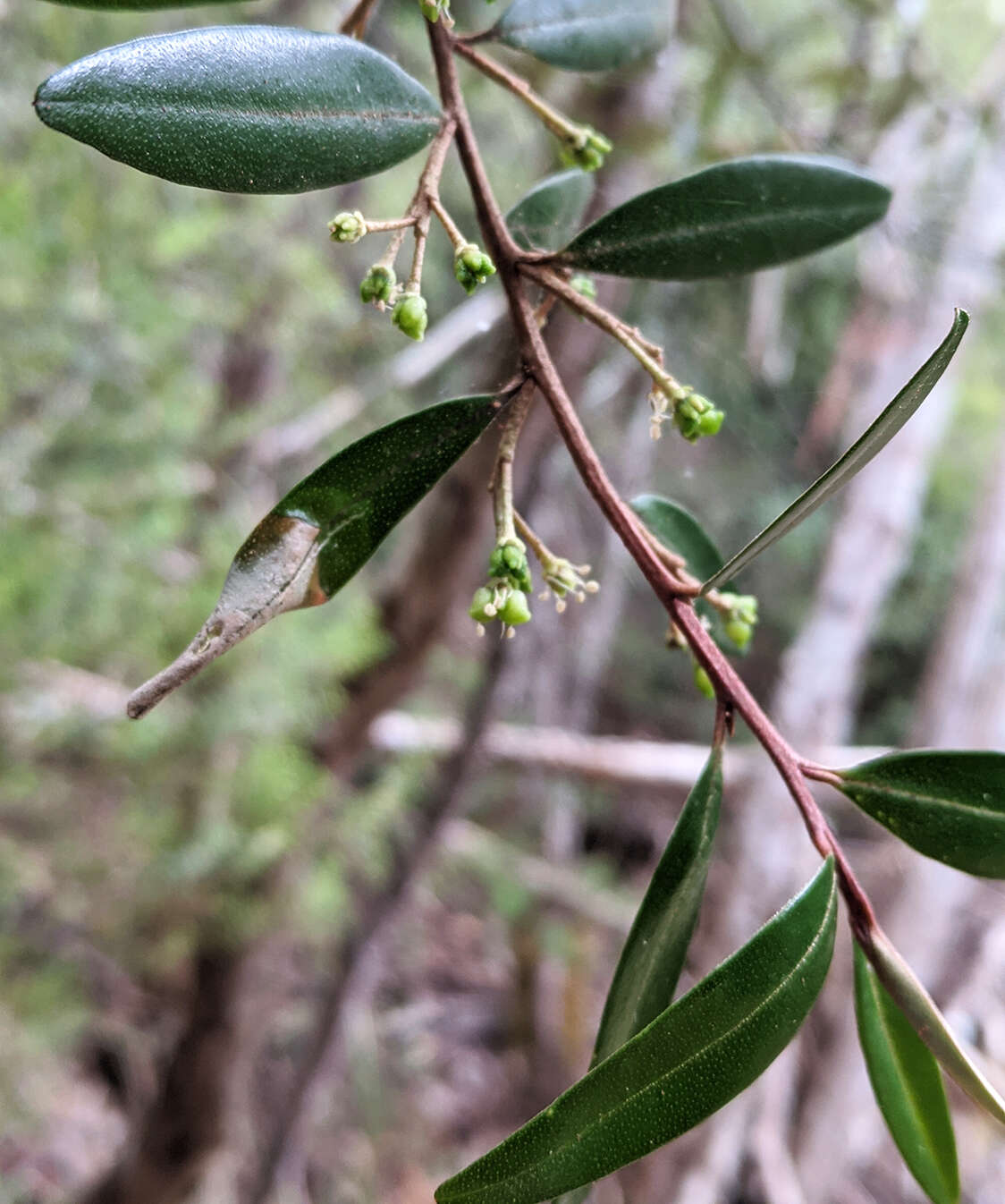 Image of Nematolepis squamea subsp. squamea