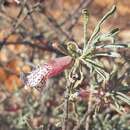 Image de Eremophila mirabilis Chinnock