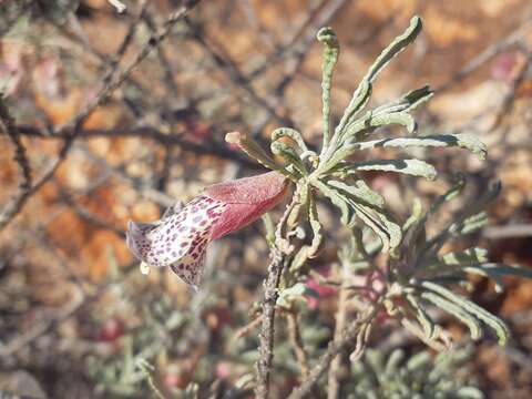 Image de Eremophila mirabilis Chinnock